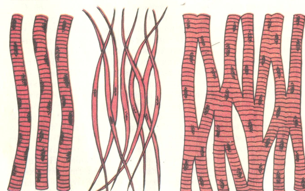 Клетки поперечно-полосатой мышечной ткани