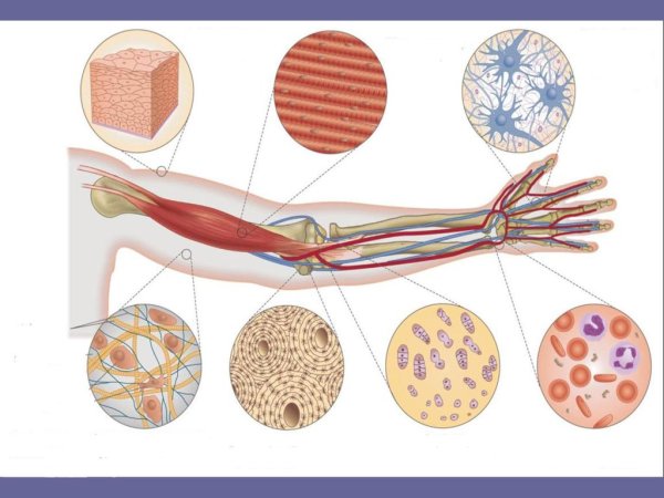 Ткани человека