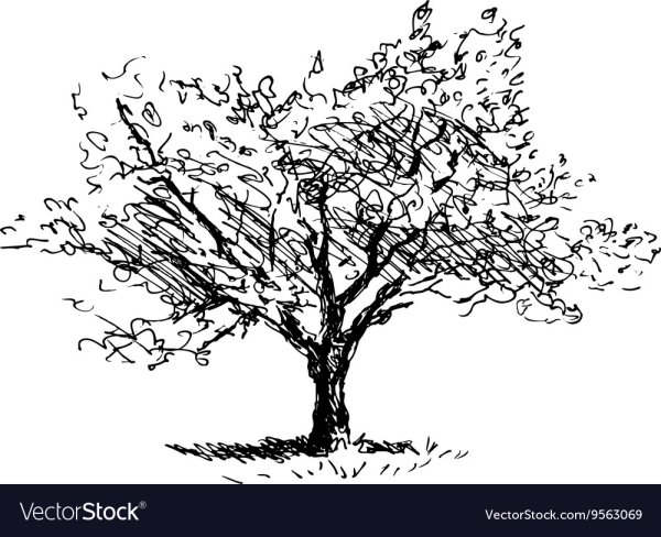 Яблоня дерево Графика