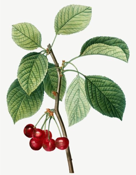 Дерево вишня для детей