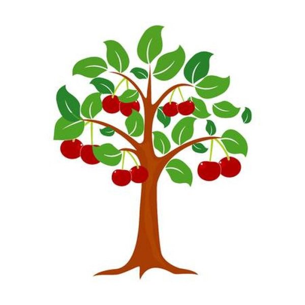 Дерево вишня для детей