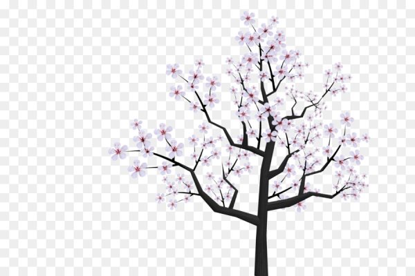 Дерево Сакура на белом фоне