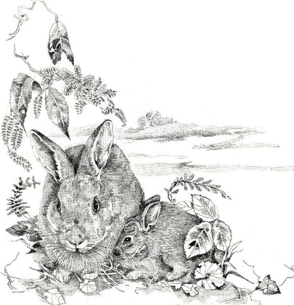 Семейство кроликов в карандаше