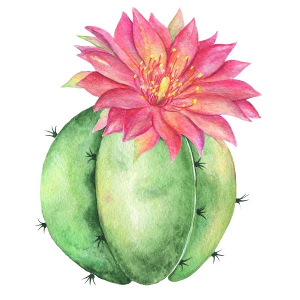 Акварельные кактусы