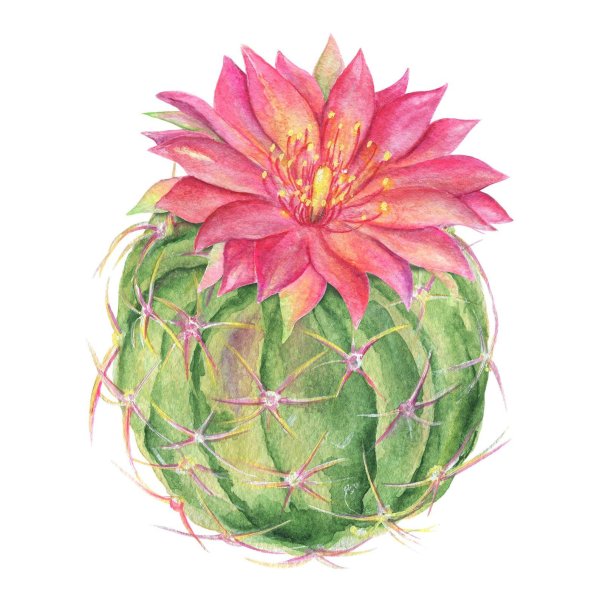 Цветок кактуса акварель