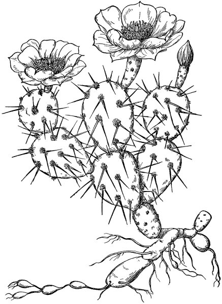 Кактус опунция