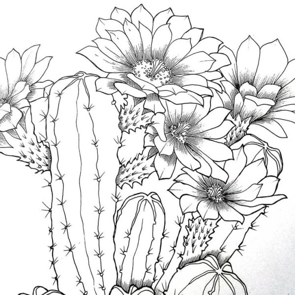 Эскиз тату Цветущий Кактус
