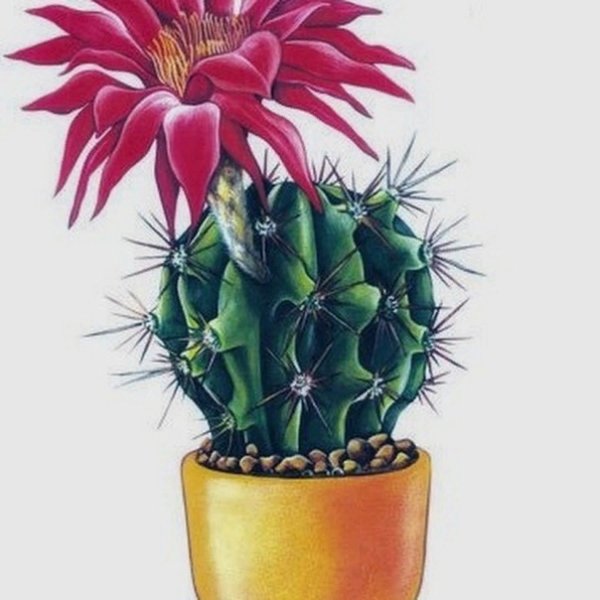 Кактус цветными карандашами