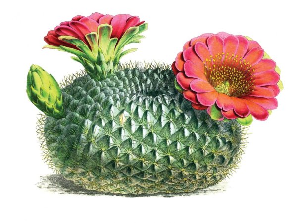 Цветок кактуса ботаника