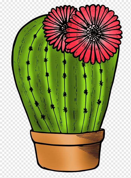 Кактусы в Америке