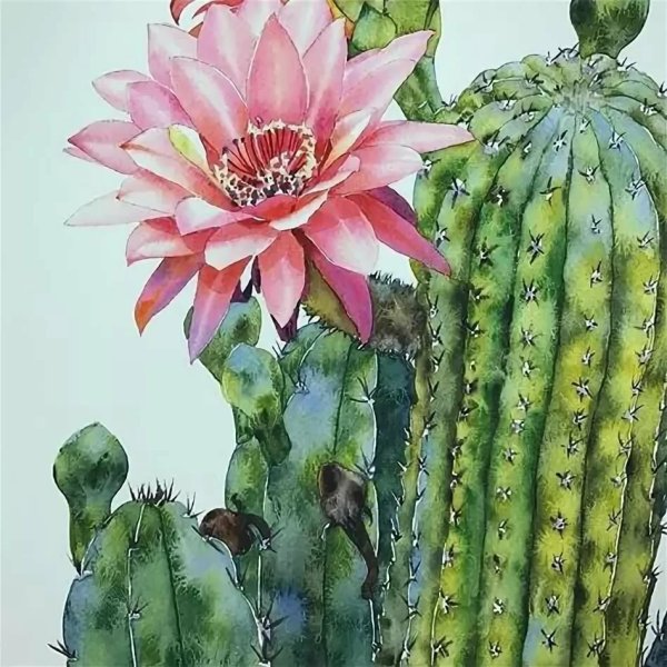 Опунция Ботаническая иллюстрация