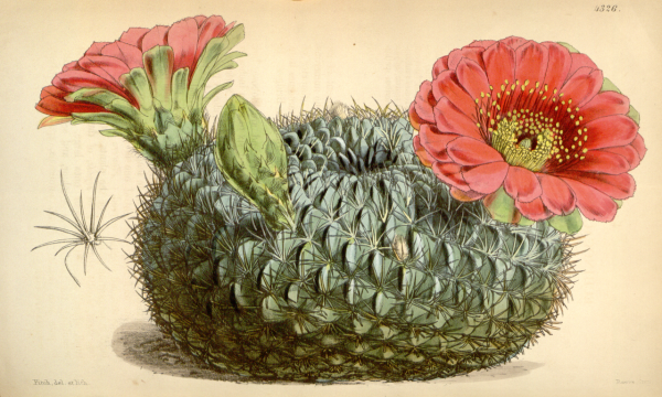 Кёртис Кактус