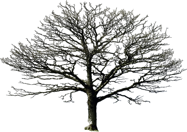 Ствол дерева силуэт