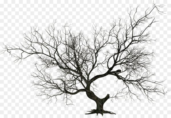 Дерево без листвы