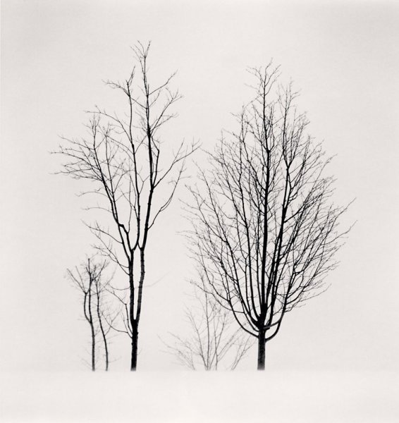 Ствол дерева без листьев