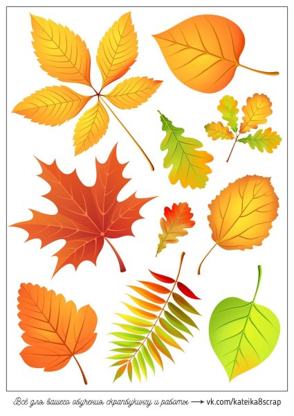 Осенние листья вектор