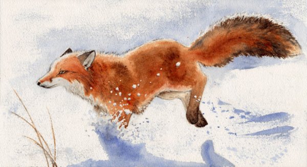 Евгений Чарушин лисица