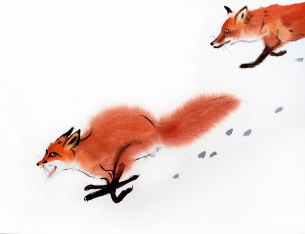 Лиса бежит в снегу