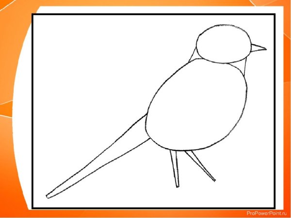 Поэтапное рисование синицы