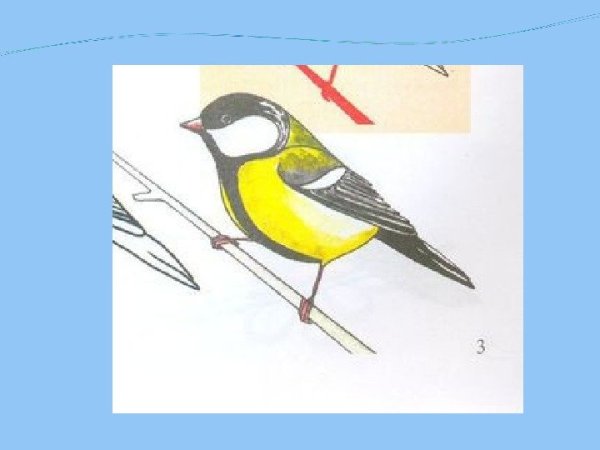 Поэтапное рисование синички