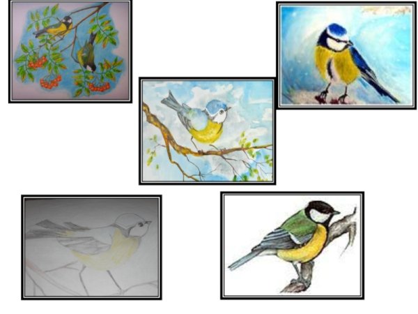 Этапы рисования синицы