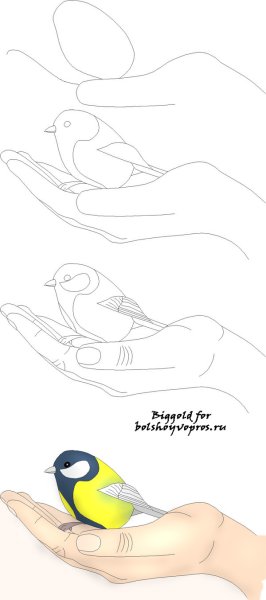Синичка рисунок карандашом поэтапно