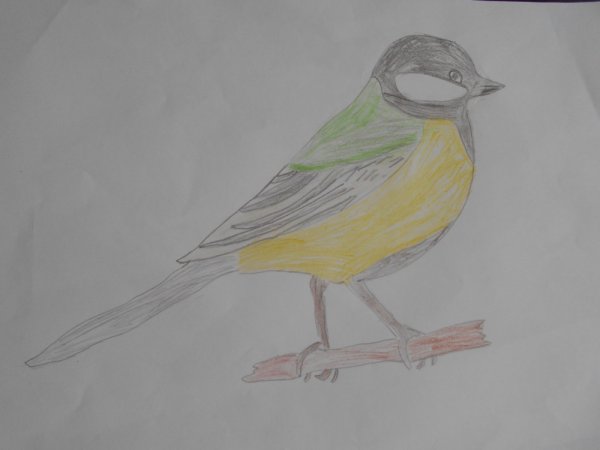 Синица рисунок легкий