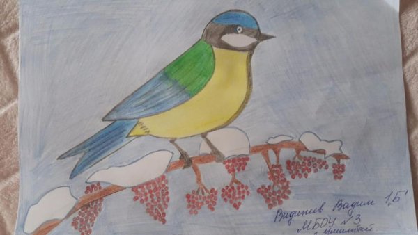 Рисование синичку для детей старшей группе