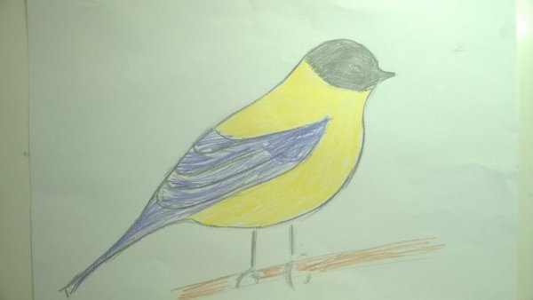 Рисование синица на ветке