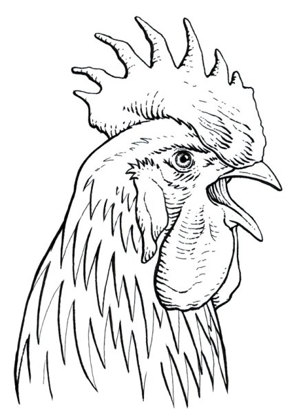 Голова петуха карандашом