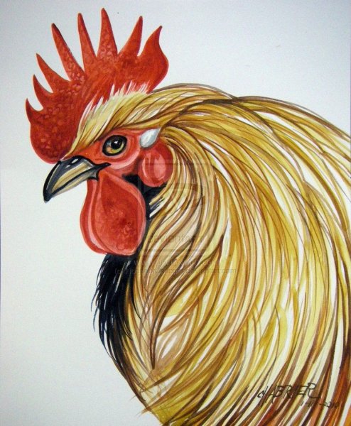 Мордочка петуха