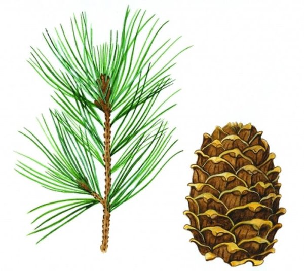 Кедр Сибирский хвоинки