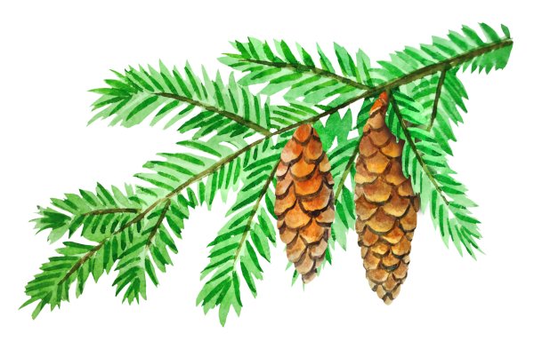 Ветка ели с шишками