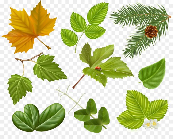 Веточка лиственного дерева