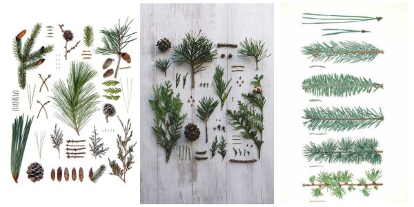 Хвойные ветки разных деревьев
