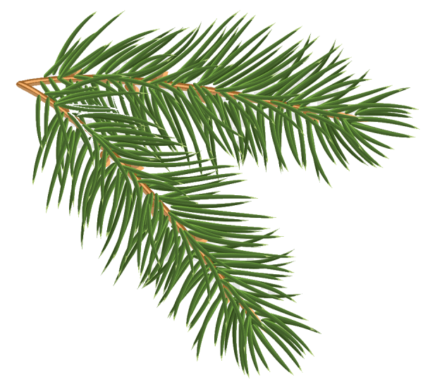 Ветка Еловая