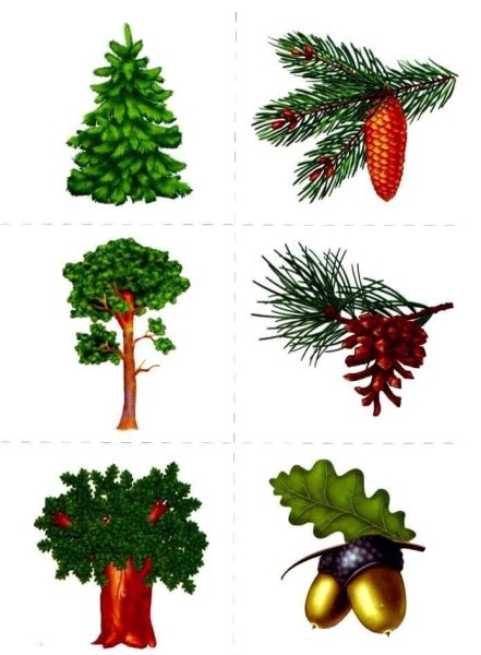Обучающие карточки "растения и их плоды, вершки и корешки"