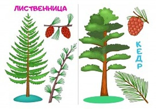 Лиственница для детей