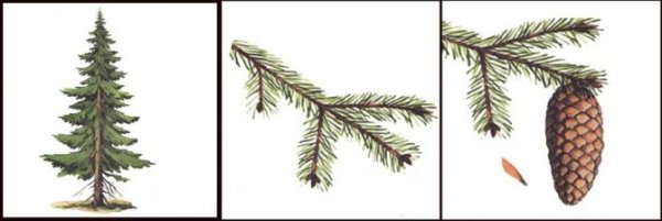 Ель листья и плоды