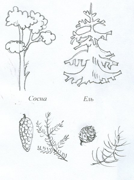 Хвойные деревья задания для дошкольников