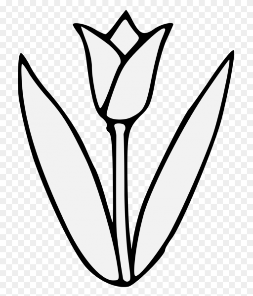 Тюльпаны рисунок