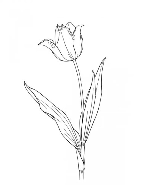 Тюльпан Биберштейна нарисовать