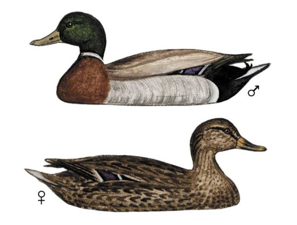 Утка кряква перелётная птица