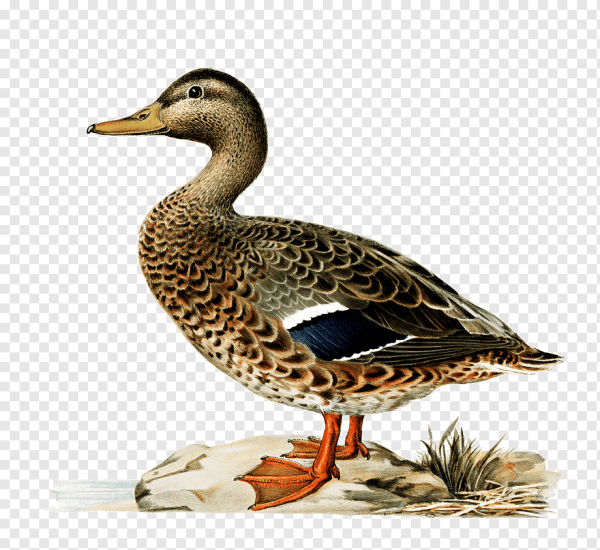 Картинка утки