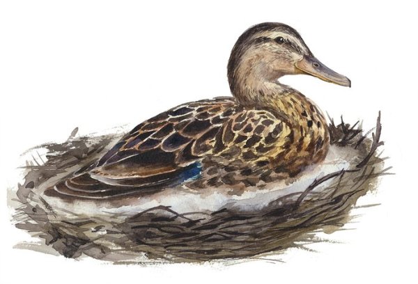 Утка акварелью