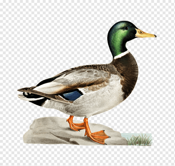 Уточка птица