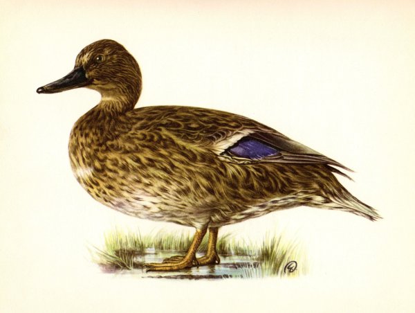 Кряква обыкновенная рисунок