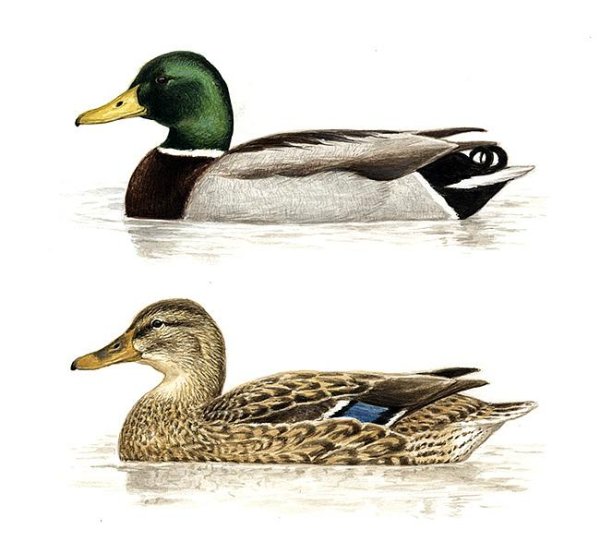 Перелётные утка-кряква