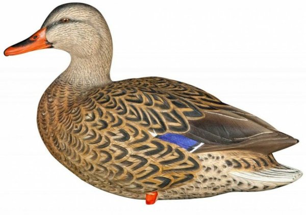 Селезень на белом фоне