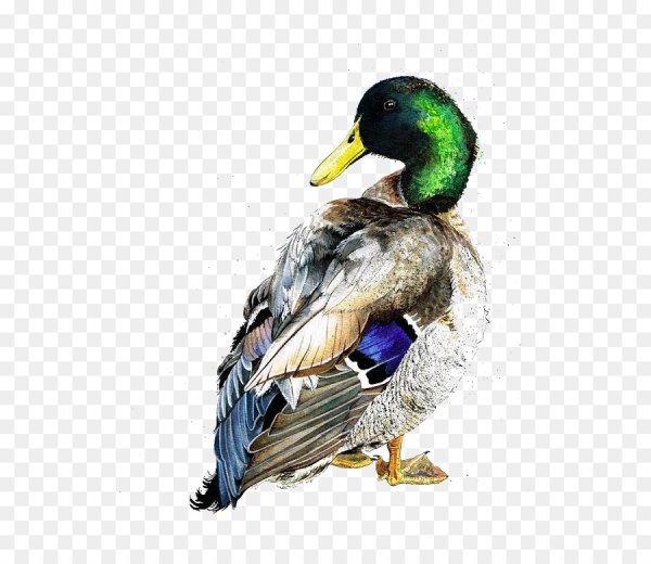 Утка селезень утенок акварелью